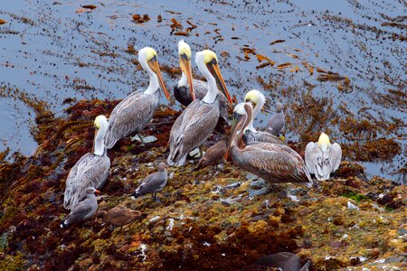 Bird animal pelican