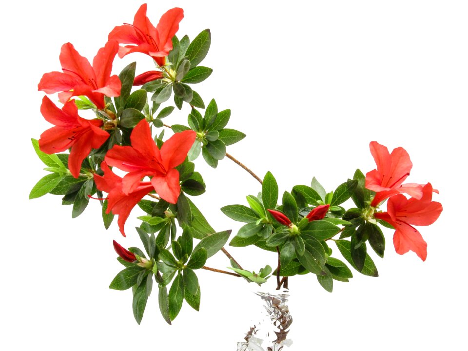 Spring garden rhododendron