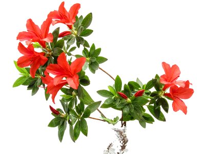 Spring garden rhododendron