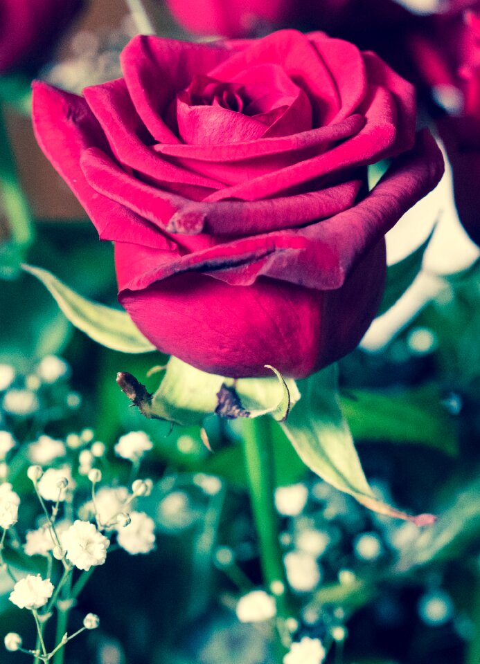 Nature plant amorous