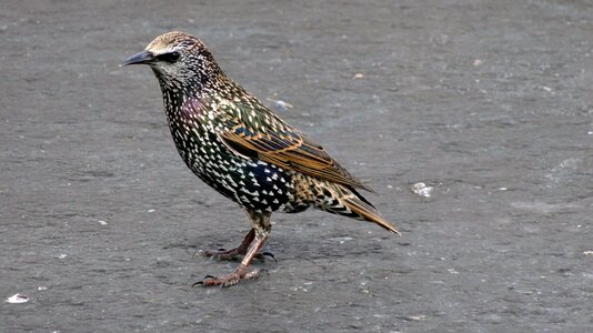 Bird bird walking gray walking photo