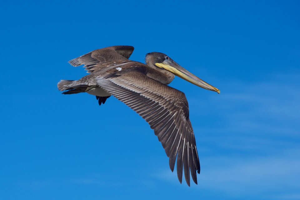 Outdoors pelican california
