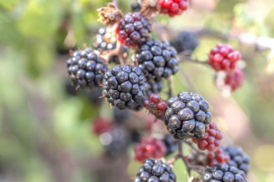 Food leaf blackberry