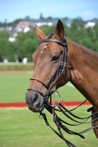Competition animal equestrian