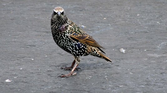 Bird bird walking gray walking