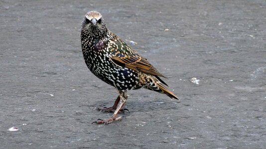 Bird bird walking gray walking photo