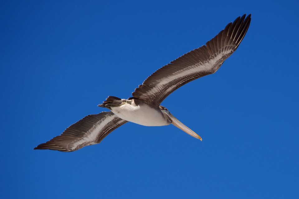 Outdoors flight pelican