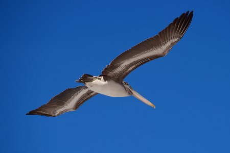 Outdoors flight pelican photo