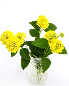 Yellow bloom green