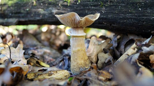 Forest wild mushroom slovakia