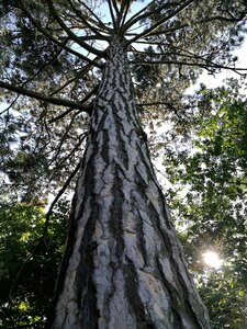Pine wood evergreen wood photo