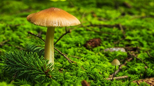 Mushroom picking toxic nature