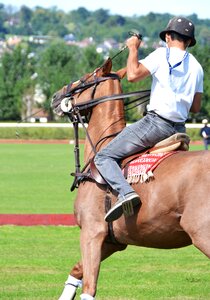 Horses competition animal