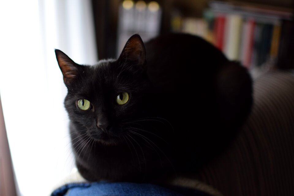 Pet animalia kitten
