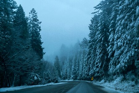Streets asphalt forests