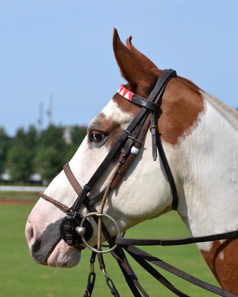 Competition horses equestrian