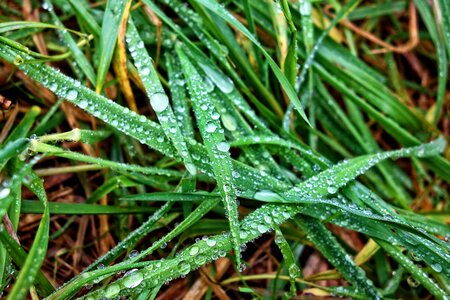 Water droplets on grass sparkle