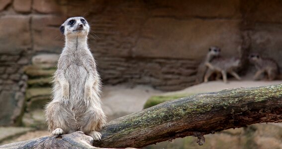 Curious watch animal