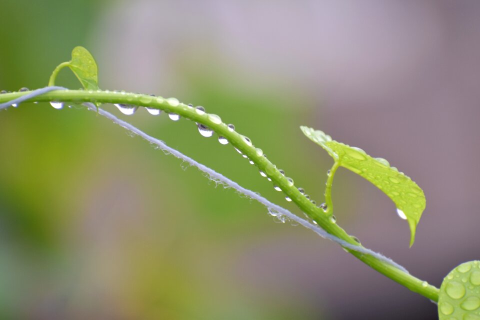 Rain drops queue droplets