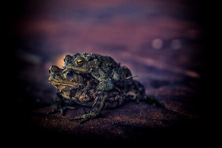 Real toad common toad pairing photo