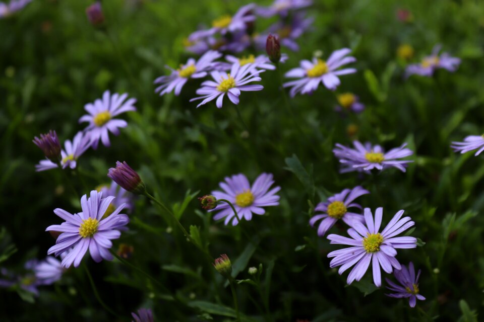 Purple flower blossom bloom