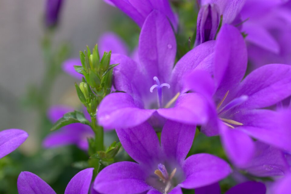 Plant garden summer