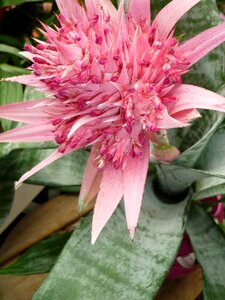 Pineapple greenhouse exotic blossom photo