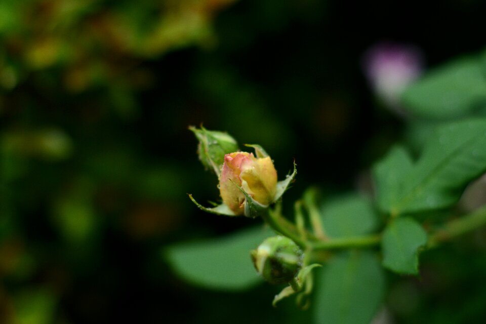 Green nature floral