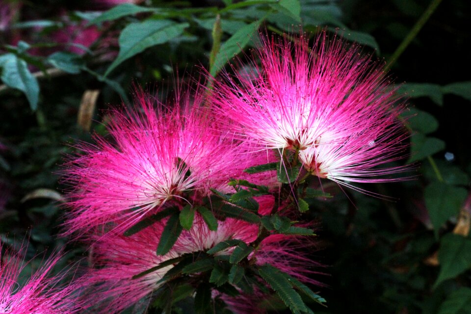 Flora color summer