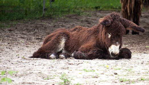 Rural ears animals