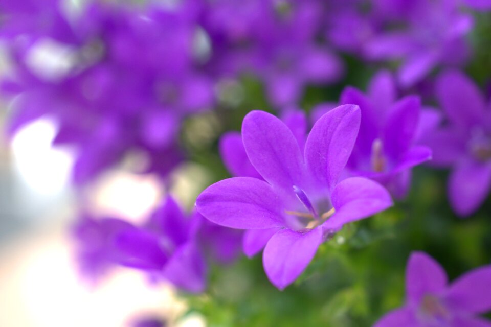 Nature plant summer