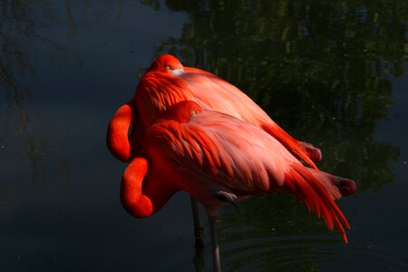 Feather flamingo wild