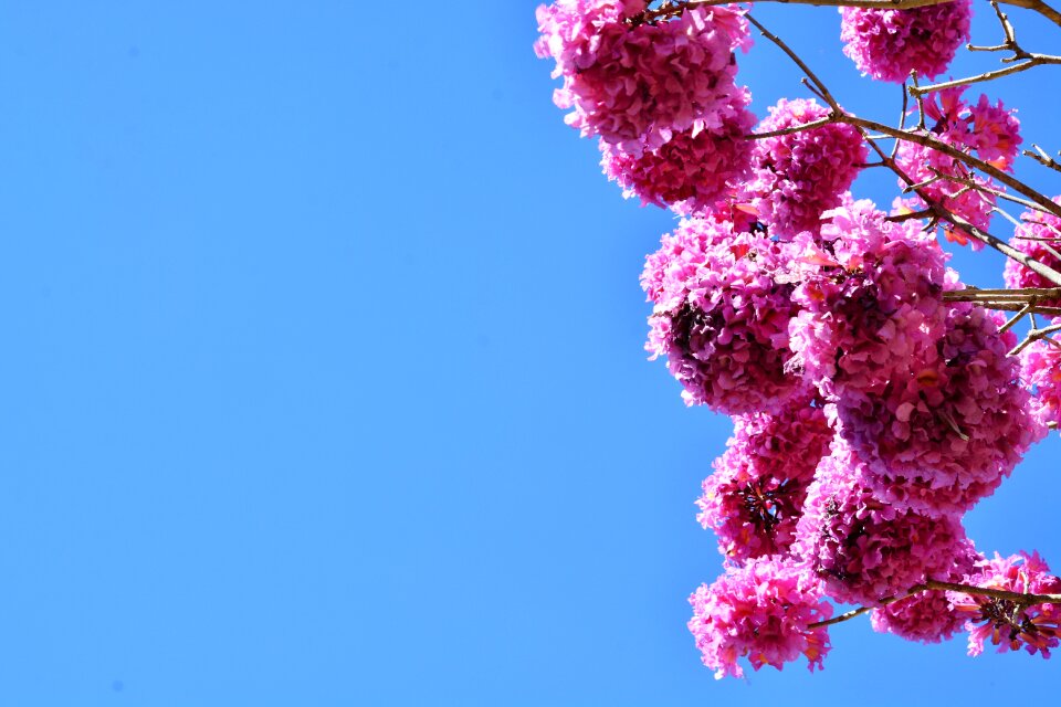 Ipê cerrado blue sky