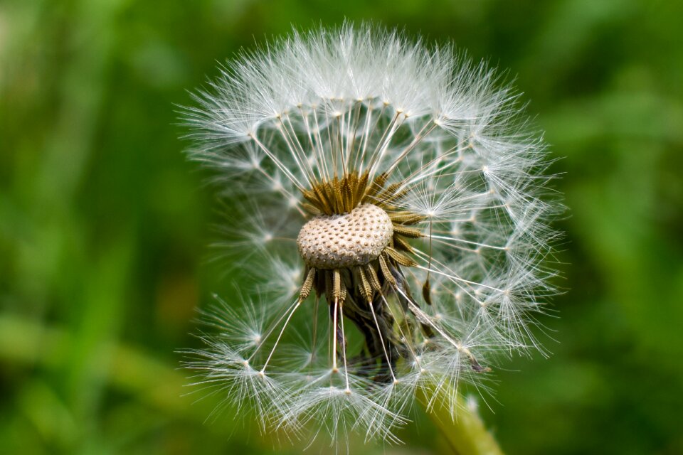 Plant summer lawn