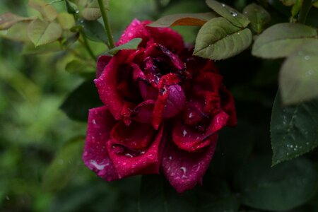 Flower red roses love