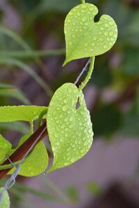 Leaves rain droplets wet plant photo