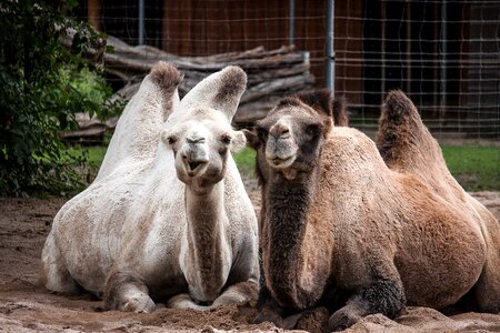 Desert hump animal photo