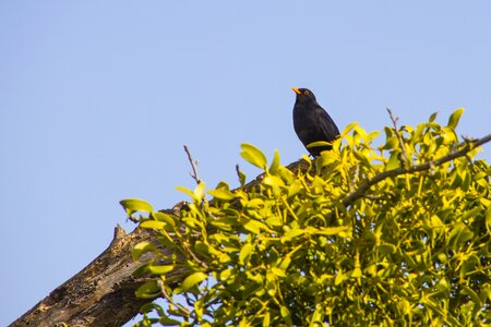 Mistletoe sky birds