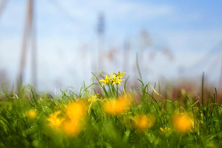 Haymaking summer flower