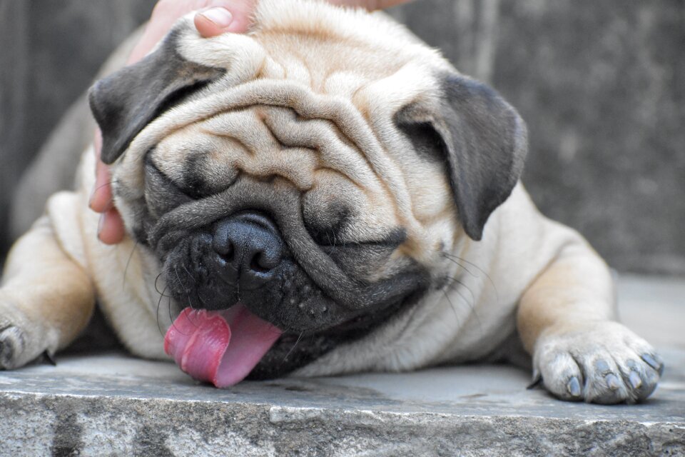 Pug tongue twister gray funny