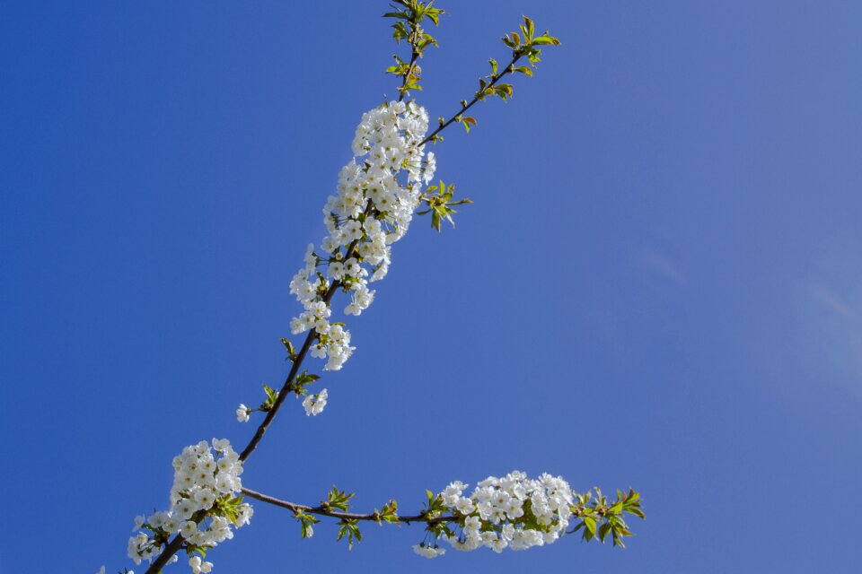 Bloom bloom white blossom
