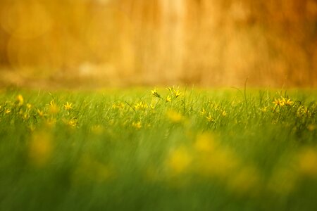 Haymaking summer flower