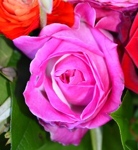 Petal nature pink