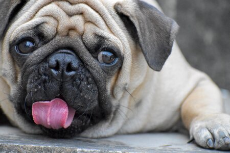 Tongue round eyes gray eye