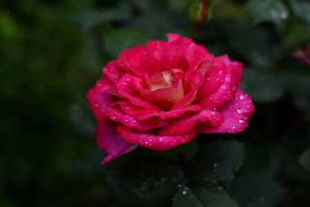 Droplet wet rain