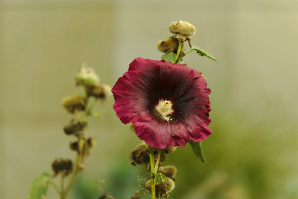 Leaf no person hollyhock