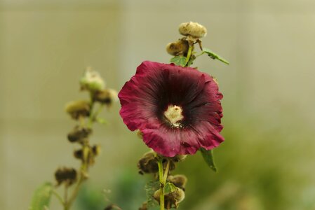 Leaf no person hollyhock