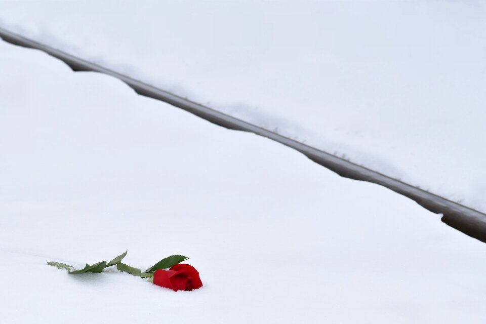 Lost love love symbol tragedy