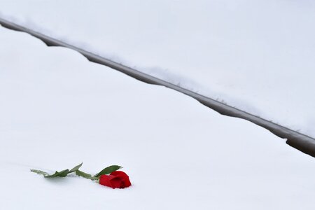 Lost love love symbol tragedy