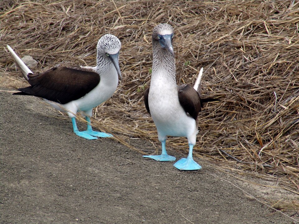 Animalia nature booby blue footed
